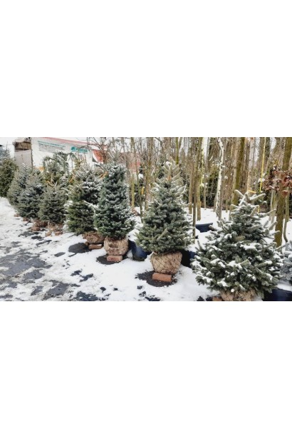 Ель колючая Кейбаб - ком30кг/вис.120-140см/Ø60-70см